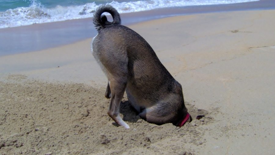Dog digging for crabs on the beach in Vieques, Puerto Rico.